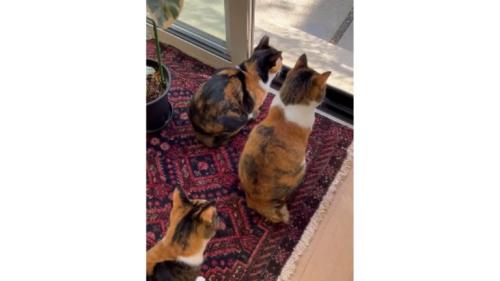 室内にいる猫