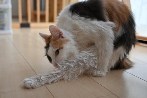 濡れている猫