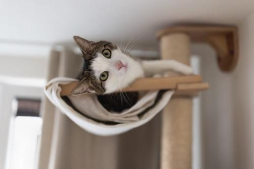 タワーのハンモックに寝る猫