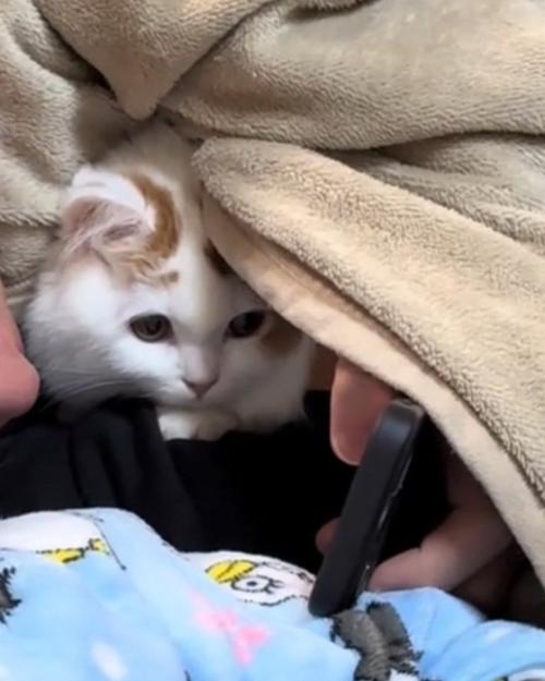 スマホを見る猫