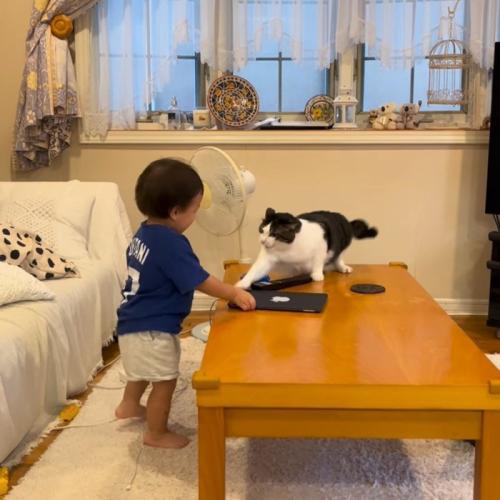 テーブルを叩く猫