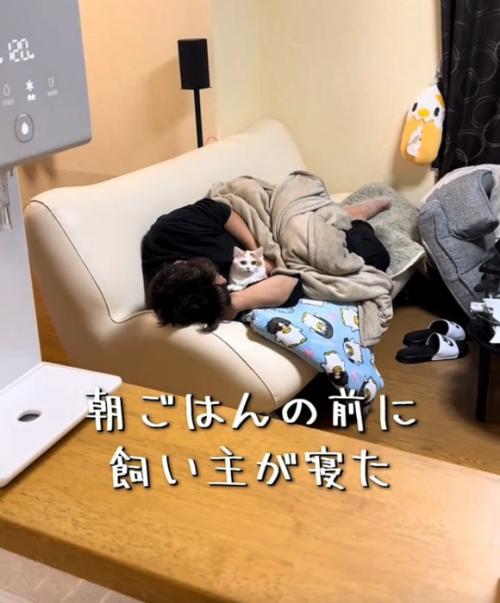 ソファでくつろぐ猫