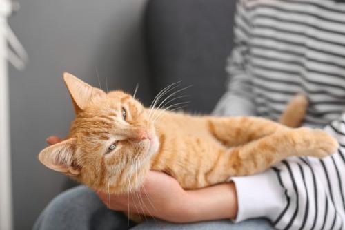 猫と女性