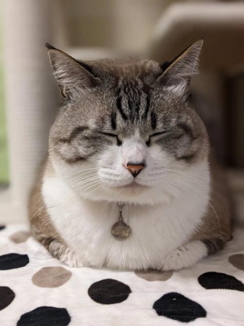 目を閉じる猫
