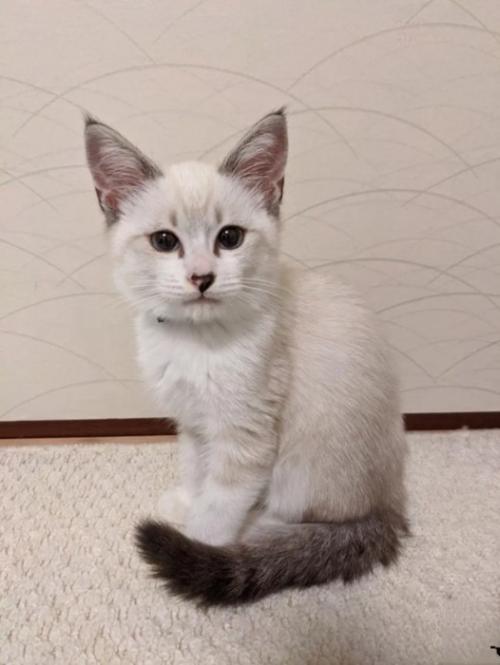 座る子猫