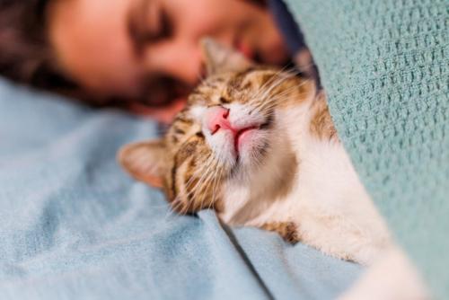飼い主と寝る猫
