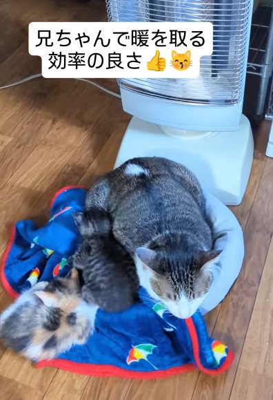 先住猫にくっついている子猫