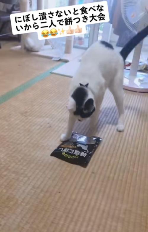 後ろに逃げる猫