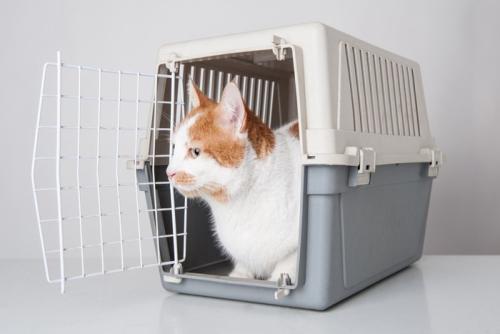 キャリーから出たがらない猫