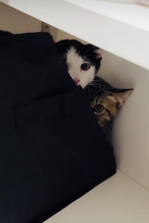 収納ボックスの後ろからママをチラ見するキジトラ猫とハチワレ猫