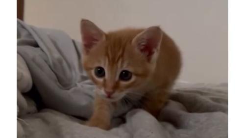 近づく子猫