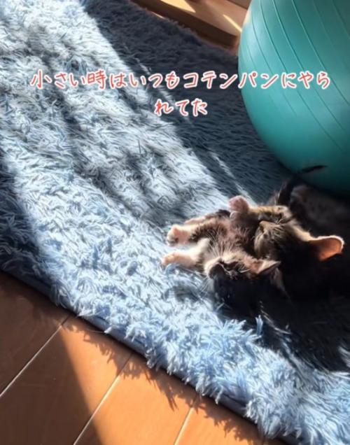 にゃんプロ