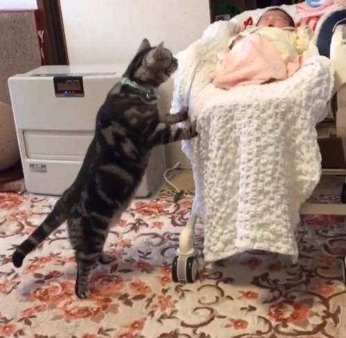 赤ちゃんを覗き込む猫