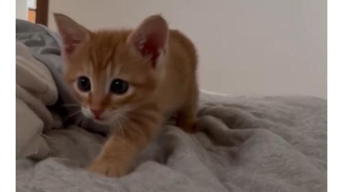 近づく子猫