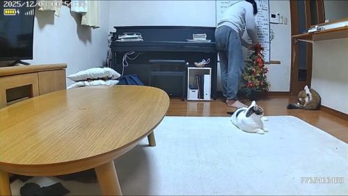 ツリーを直すパパさん