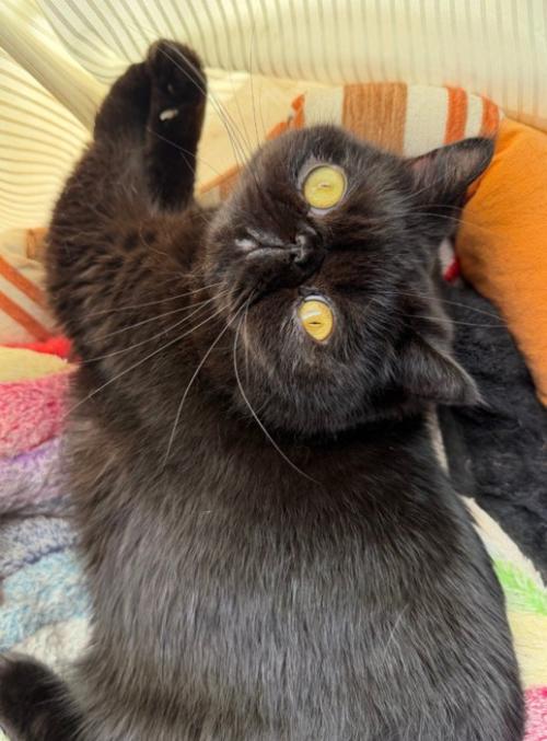 寝そべる猫