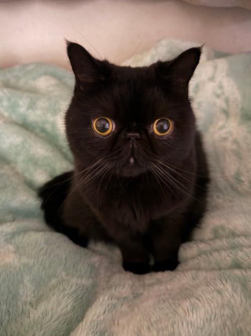 黒猫の正面