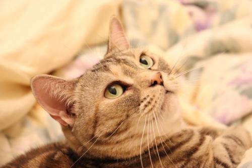 振り向く猫