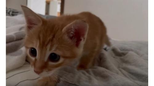 近づく子猫