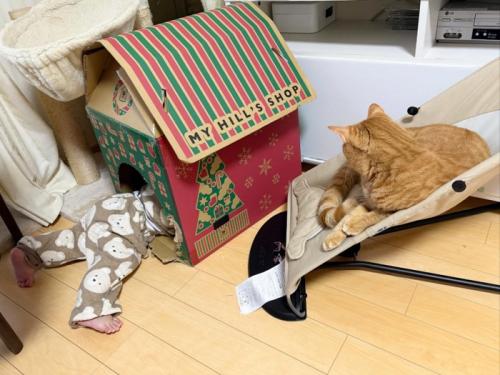 キャットハウスの赤ちゃんとバウンサーにのる猫