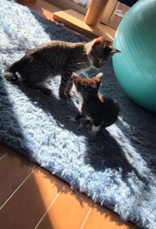 2匹の猫