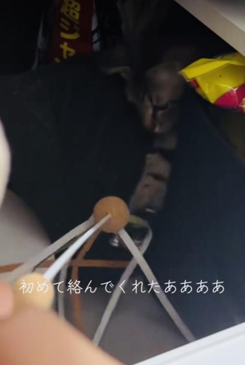 ママの動かすおもちゃで遊ぶキジトラ猫