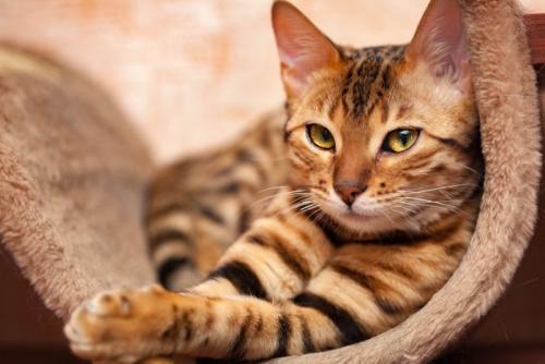 こちらを見つめる猫