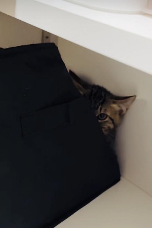 収納ボックスの後ろからママを見るキジトラ猫