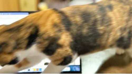 パソコンの上を歩く猫