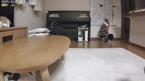 右に傾くツリー