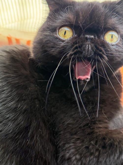 あくびする猫