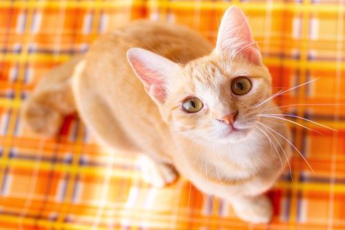 こちらを見つめる猫