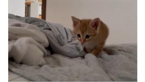 近づく子猫