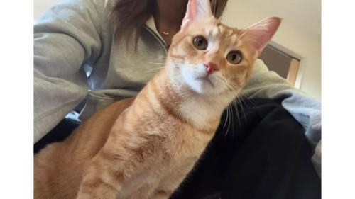 室内にいる猫