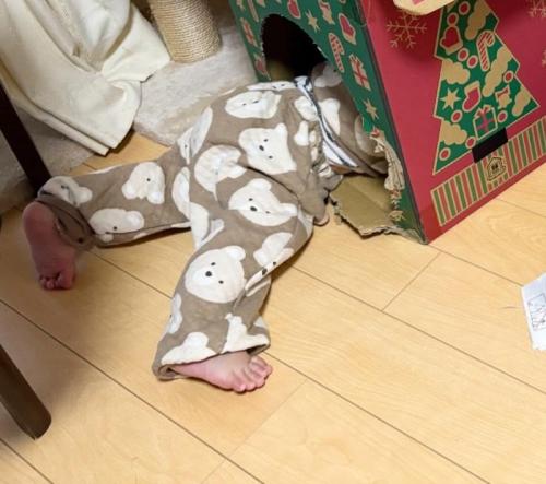 キャットハウスから出た足