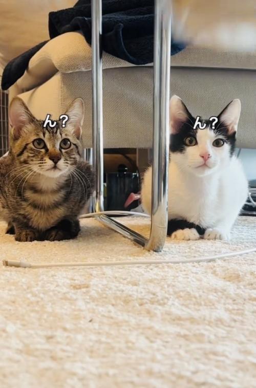 カーペットに座ってキョトンとするキジトラ猫とハチワレ猫