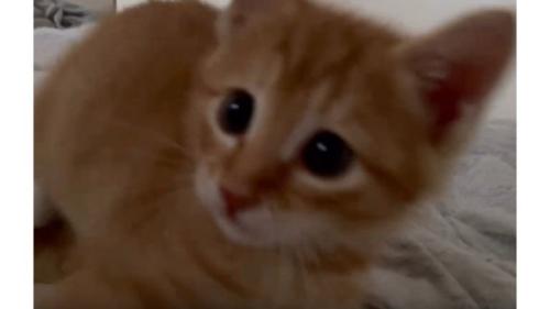 近づく子猫