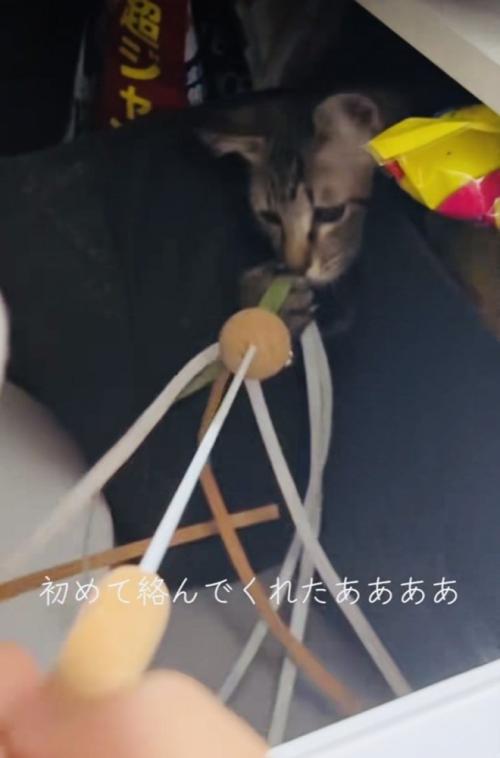 ママの動かすおもちゃで遊ぶキジトラ猫