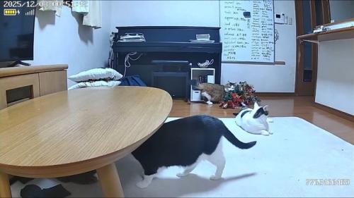 ツリーで遊ぶ秀吉くん