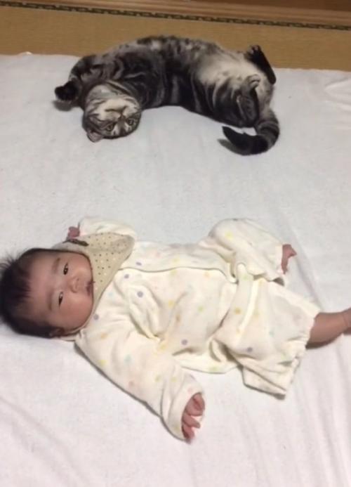 隣に寝転ぶ猫