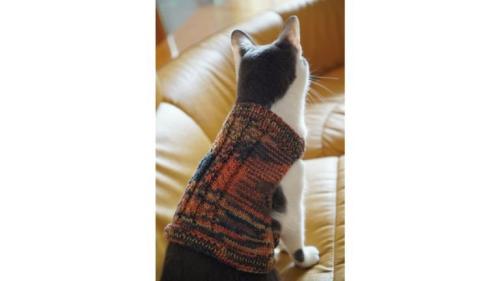 ニットを着ている猫