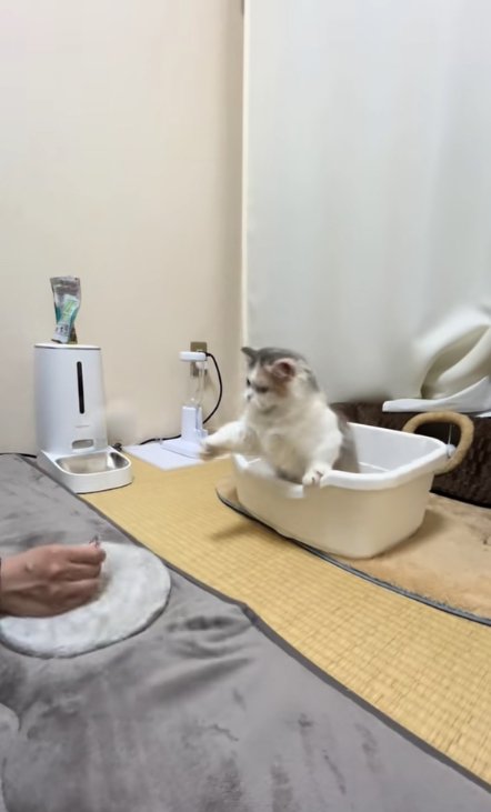 真剣な顔で右前足を前に伸ばしている子猫