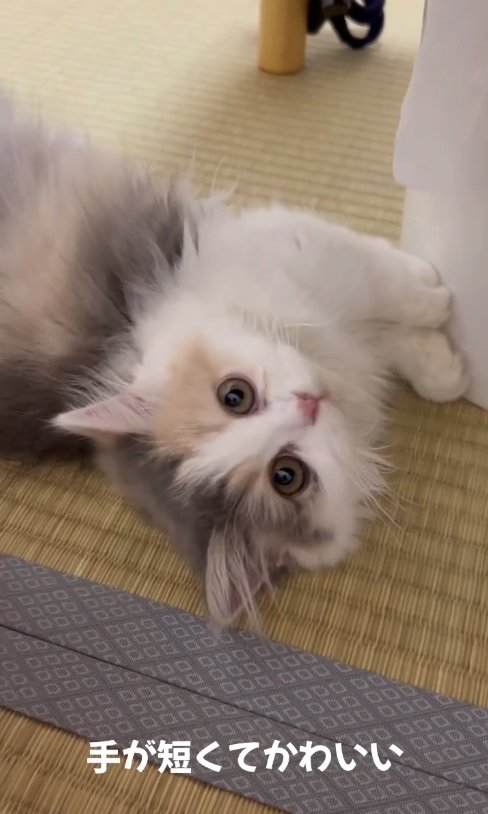 畳の上で横になっている子猫の上半身アップ