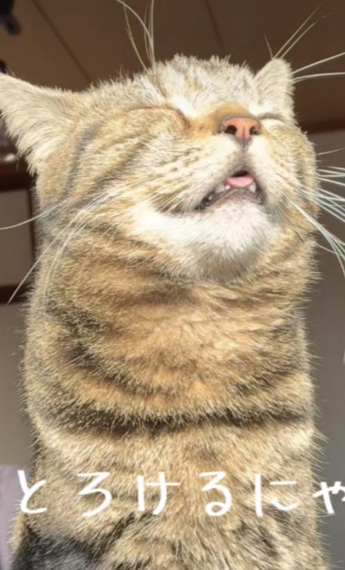 日向ぼっこをするキジトラ猫