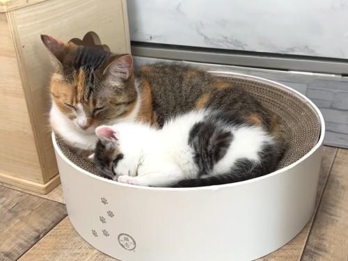 一緒に寝る成猫と子猫