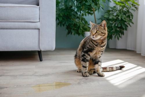 粗相をした猫