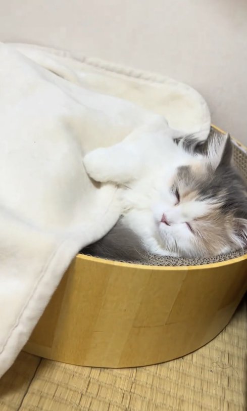 爪研ぎボウルの中で寝ている子猫