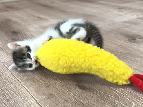 おもちゃで遊ぶ子猫