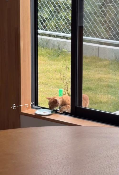 窓辺で食事する子猫