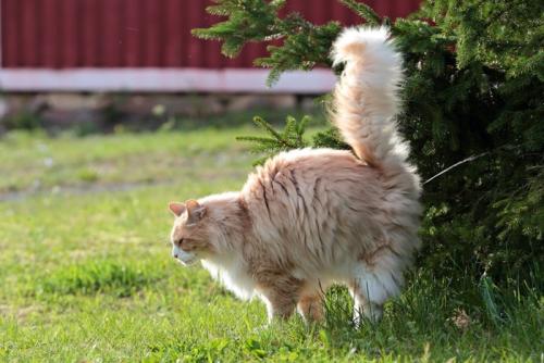 スプレー尿をする猫